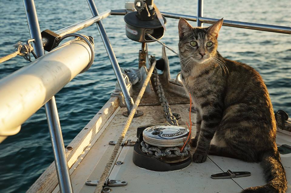 Maritime Allies: Cats' Role in Seafaring History