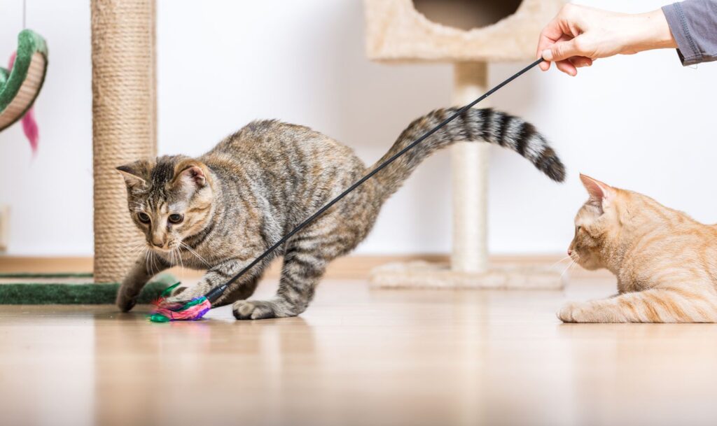 Cat Play: Crafting Predatory Skills Through Playful Pursuits