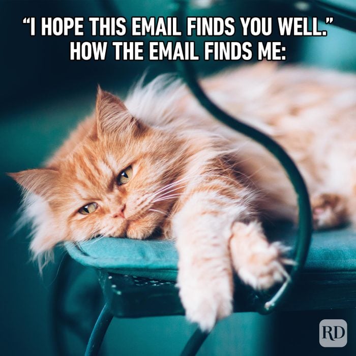 Email celebrating cats, breeds, and memes, a source of joy.