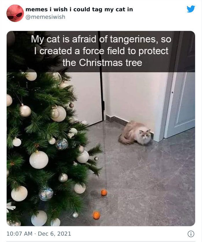 Cat and Christmas tree, potential chaos with ornaments and playful pets.