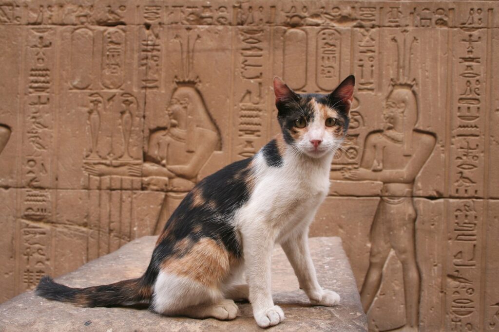 Ancient Egyptian Veneration for Cats