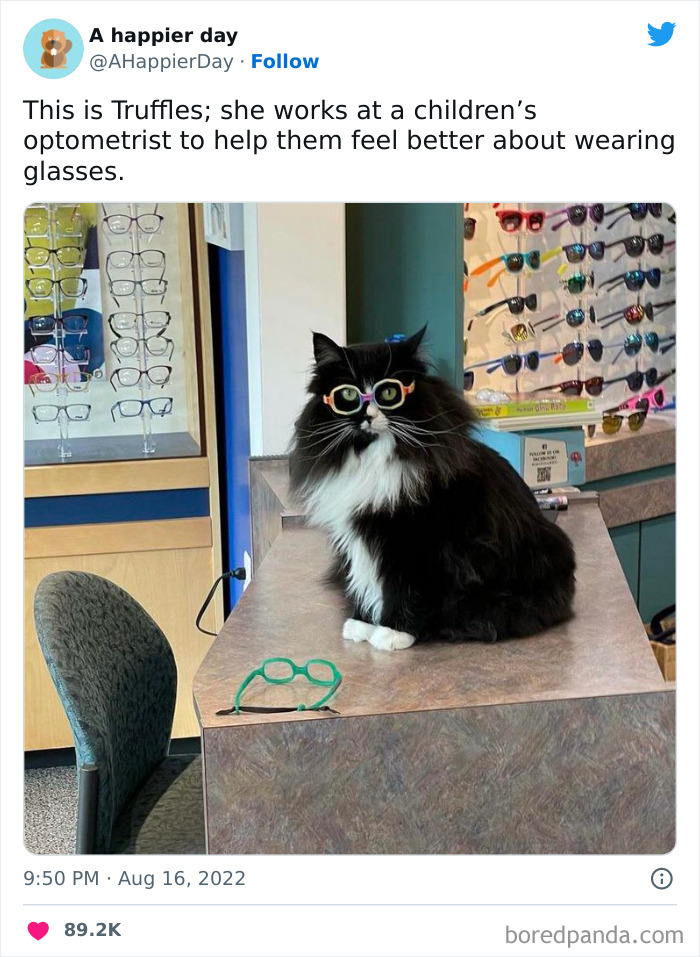 Meme featuring a cat wearing glasses, promoting comfort with eyewear for children.