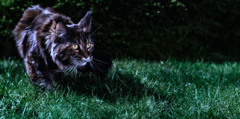 Embracing Crepuscular Instincts: Cats in Twilight