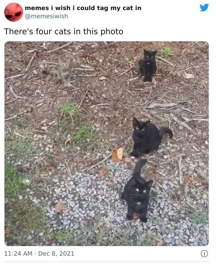 Meme featuring four cats, one camouflaged, challenging to spot.